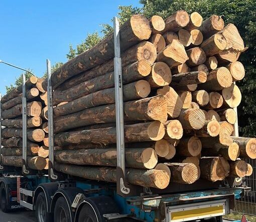 Buchenstammholz – Komplette LKW-Ladung 50 Raummeter – PEFC-zertifiziert — Stammholz
